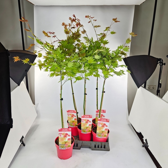 <h4>ACER SHIRASAWANUM</h4>