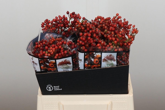 <h4>ROSA AUT ROSEFRUITS</h4>