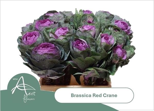 <h4>BRASS RED CRANE</h4>