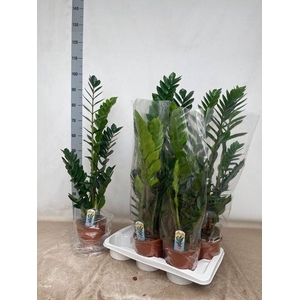 ZAMIO ZAMIIFOLIA