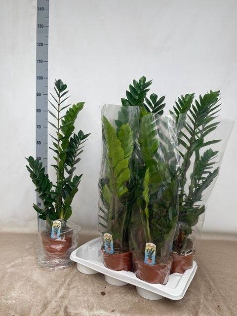 <h4>ZAMIO ZAMIIFOLIA</h4>