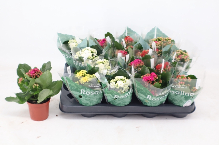 <h4>Kal Ge Ro Gem 5 Kl</h4>