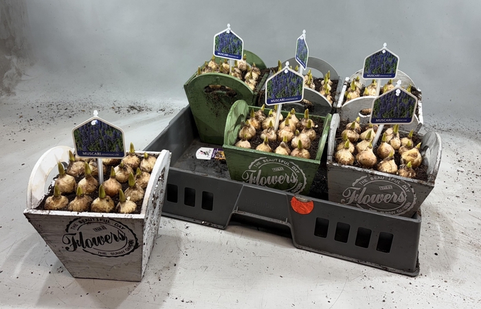 <h4>ARR MUSCARI</h4>