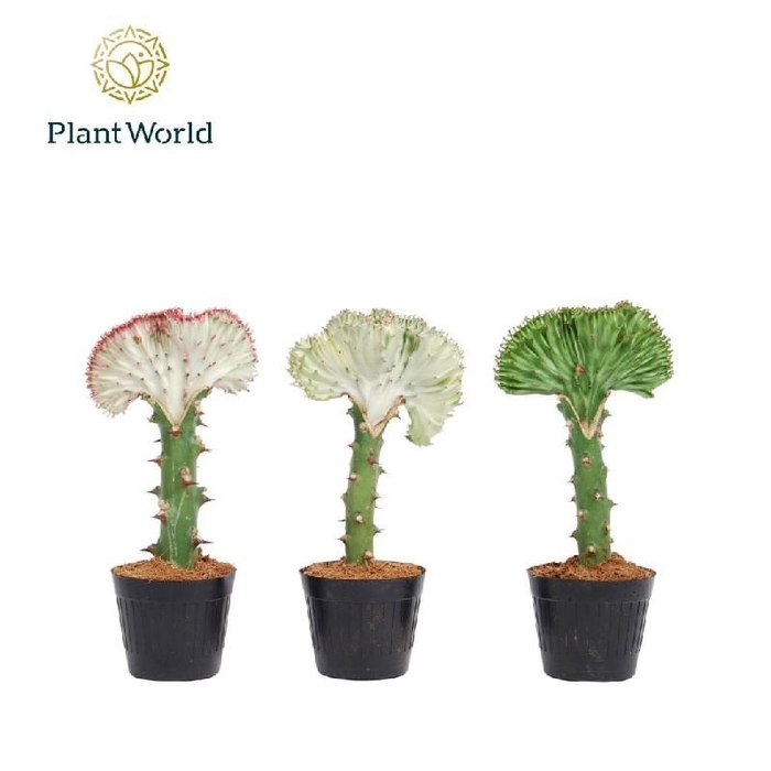 <h4>Euphorbia Su L Cristata gemengd ELC10ZK00</h4>