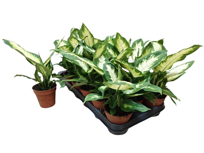 <h4>DIEFF CAMILLA</h4>