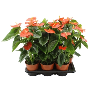 Anthurium 17 cm Delicia without sleeve