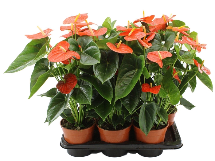 <h4>Anthurium 17 cm Delicia without sleeve</h4>
