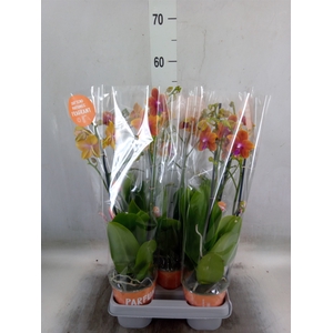 Phalaenopsis multi. 'Ant Bolgheri'