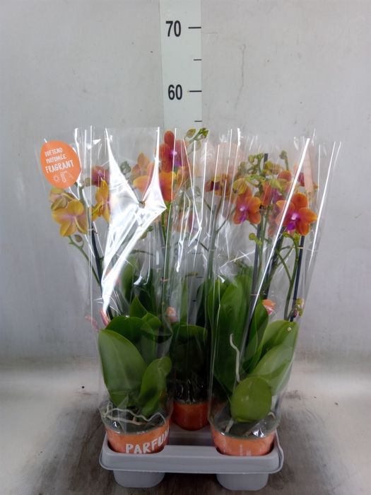 <h4>Phalaenopsis multi. 'Ant Bolgheri'</h4>