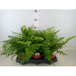 Asplenium  'Parvati'