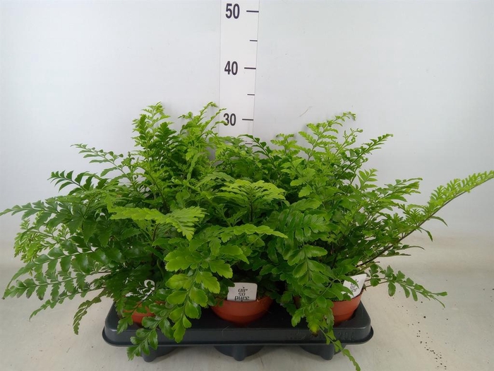 <h4>Asplenium  'Parvati'</h4>