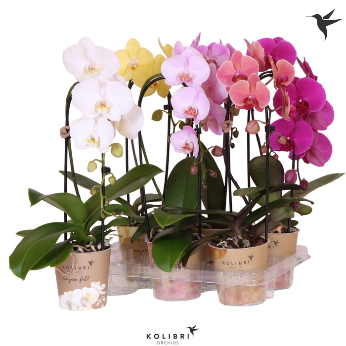 <h4>Kolibri Orchids Phalaenopsis Cascade Niagara Fall mix 1 spike 60 cm</h4>