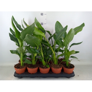 Strelitzia reg.   ...no flowers
