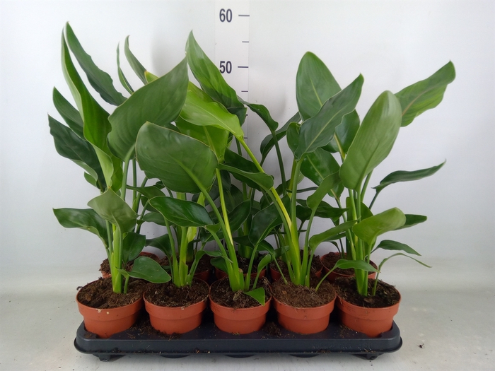 <h4>Strelitzia reg.   ...no flowers</h4>