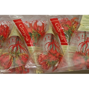 Gloriosa Leonella Short