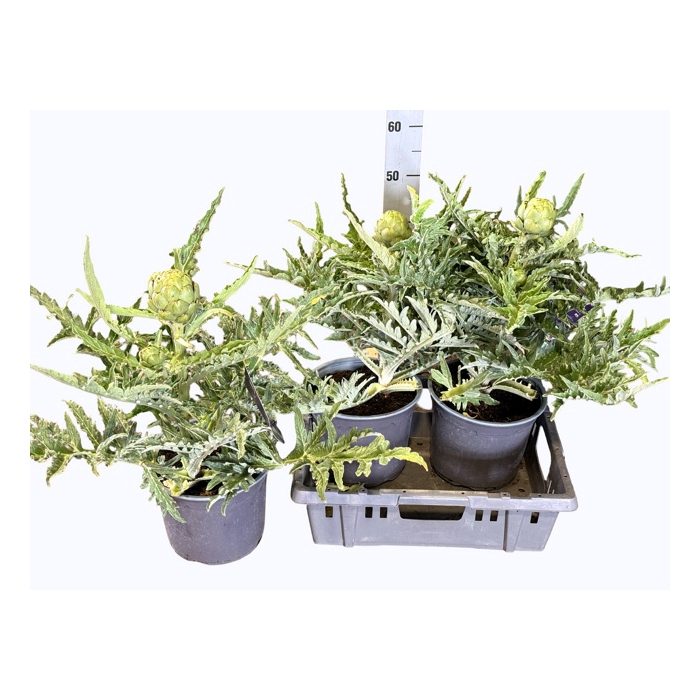 <h4>CYNA SCOLYMUS</h4>