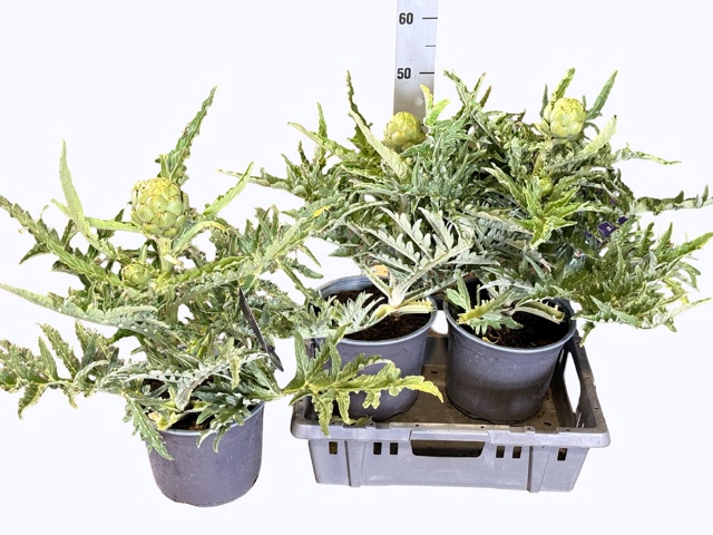 <h4>CYNA SCOLYMUS</h4>