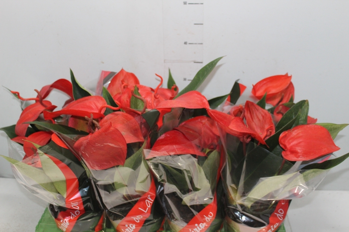 <h4>ANTHURIUM SCHERZERIANUM CHRISTINE P15</h4>