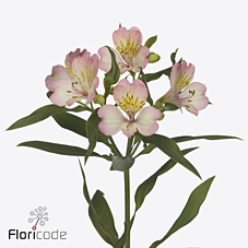 <h4>Alstroemeria true dream</h4>