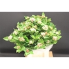 Viburnum Macrophil Bloei