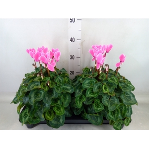 Cyclamen GR 'XL'