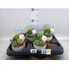 Arr.  Succulents L%