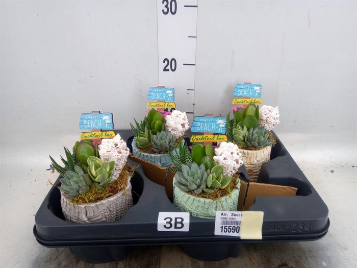 Arr.  Succulents L%