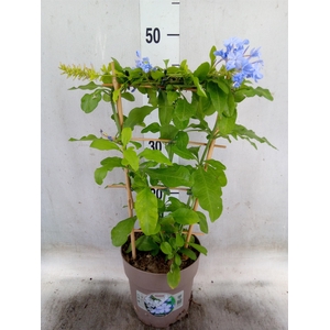 Plumbago auriculata