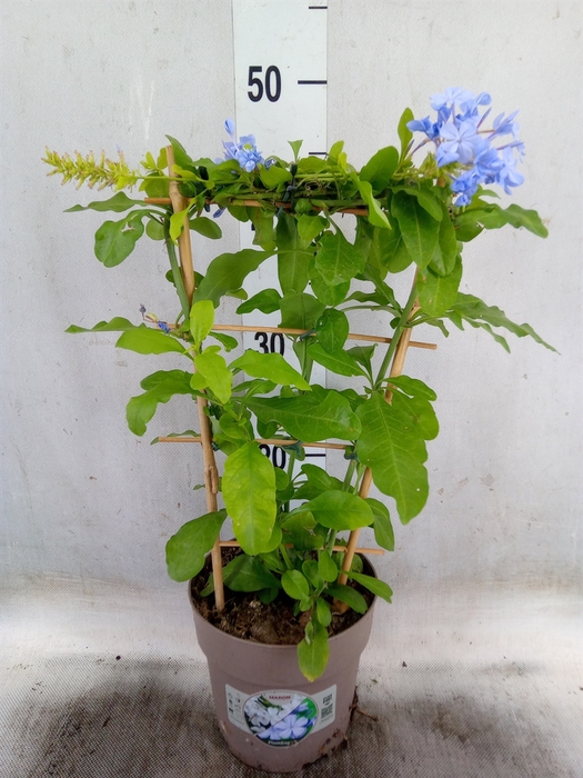 <h4>Plumbago auriculata</h4>
