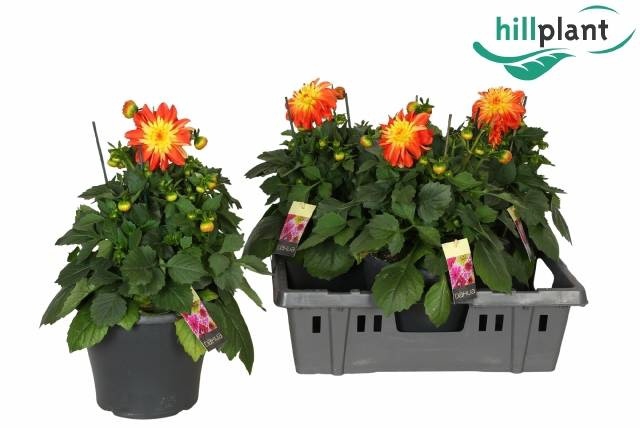 <h4>DAHL GARDEN FIREBALL</h4>