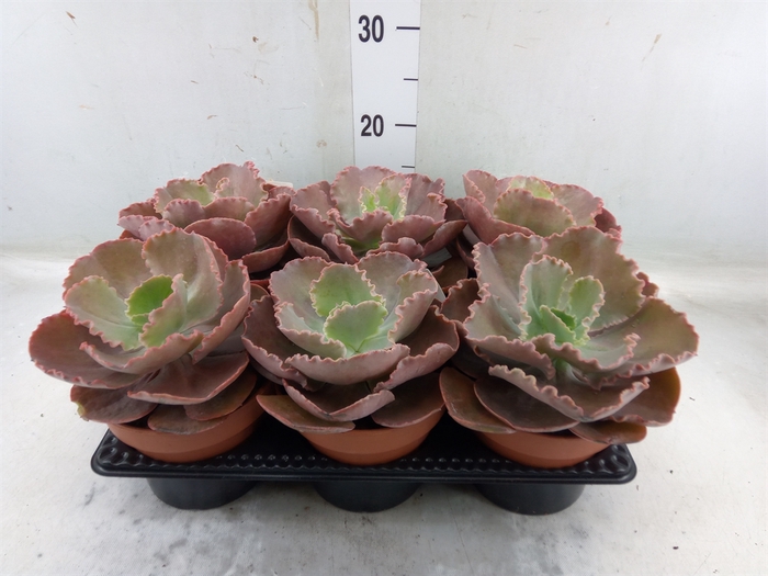 <h4>Echeveria   ...mix</h4>