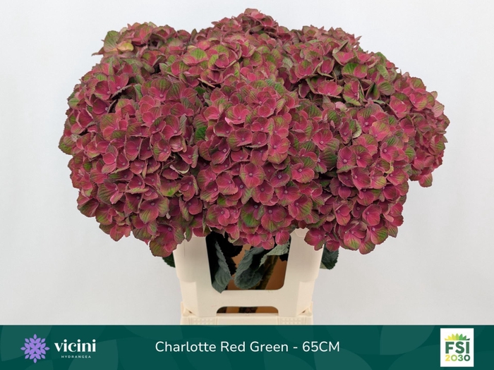 <h4>Hydrangea 'Magical Charlotte' BL 19cm</h4>