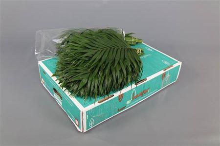 Chico Jumbo Leafer