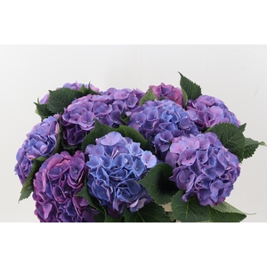 Hydr M Beau Calyp Pa