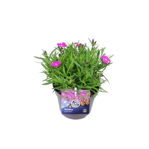 Dianthus caryophyllus Ariana