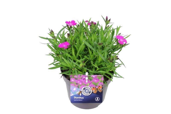 <h4>Dianthus caryophyllus Ariana</h4>