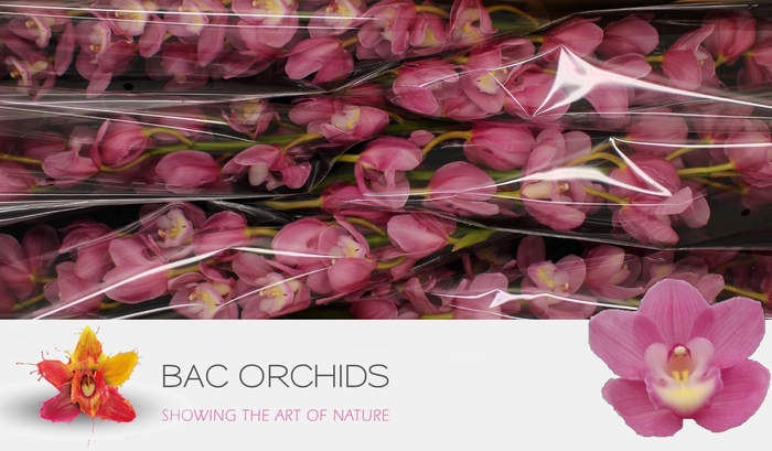 <h4>CYMB T MARITA</h4>