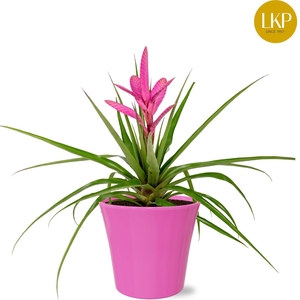 Tillandsia Antonio Roze Coco