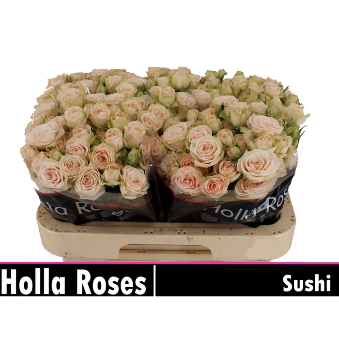 <h4>Sushi</h4>