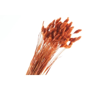 Phalaris Coral Misty