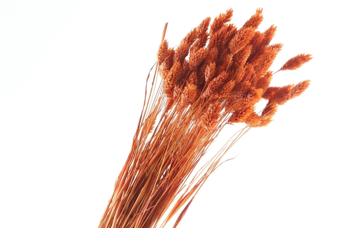 <h4>Phalaris Coral Misty</h4>