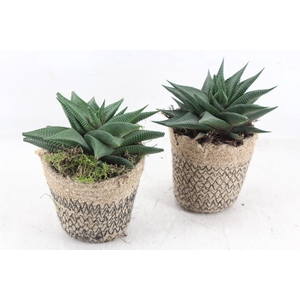 arr3 SN - Jute potje kl. hawo. x12