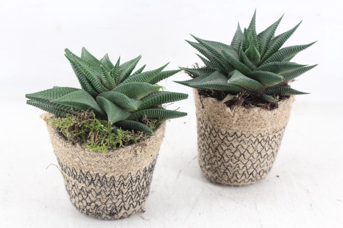 <h4>arr3 SN - Jute potje kl. hawo. x12</h4>