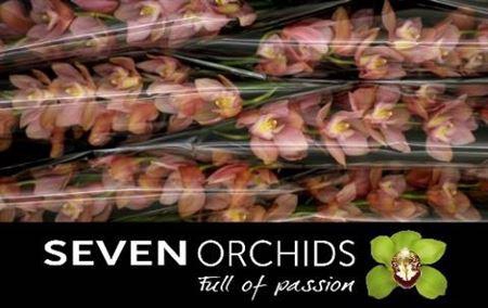 <h4>Cymb T Salm Delight</h4>