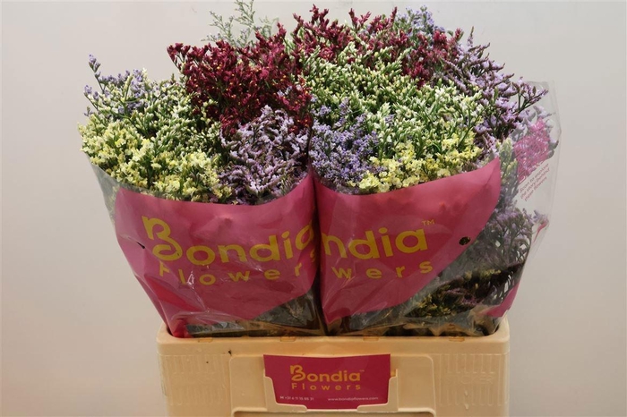 <h4>LIM SIN DIAMOND GEM</h4>