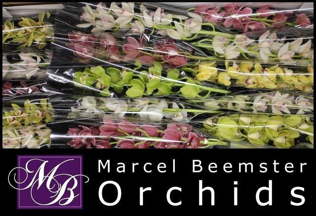 <h4>CYMB MI GEM</h4>