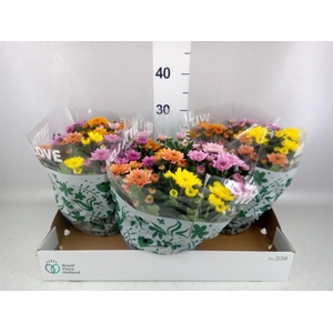 Chrysanthemum  'Elixer'