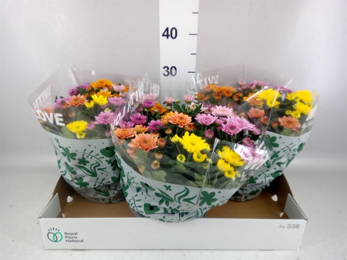 <h4>Chrysanthemum  'Elixer'</h4>