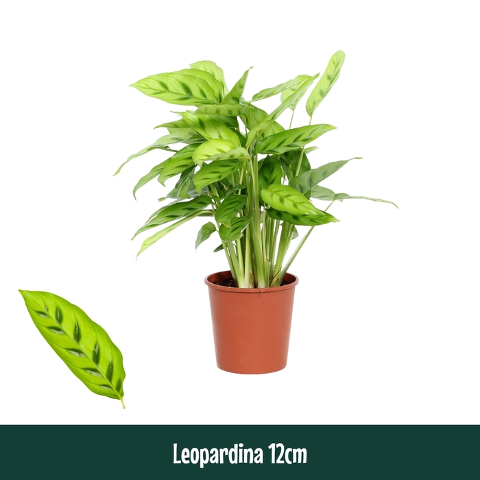 <h4>Calathea 12cm Leopardina - Living</h4>