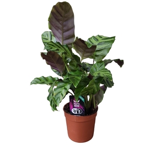 Calathea 12cm Greenstar